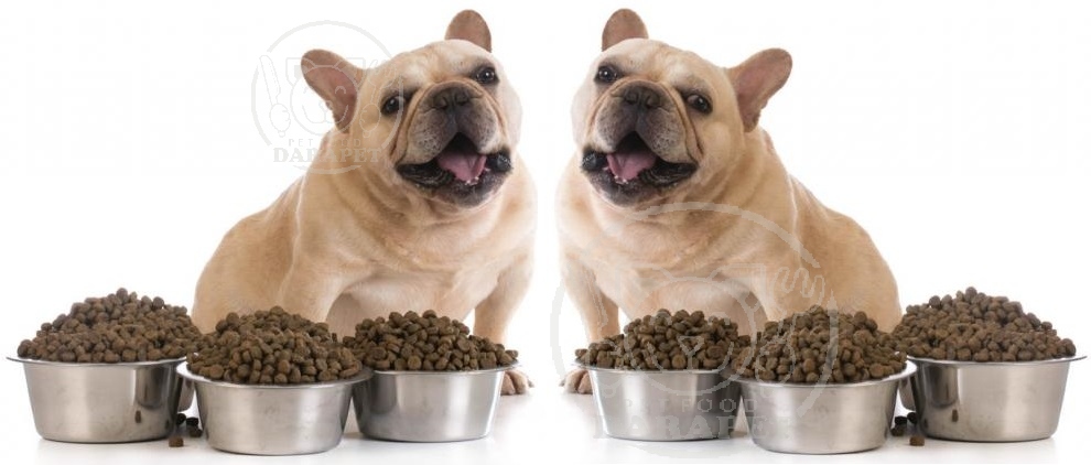 فروش تضمینی غذای سگ خانگی