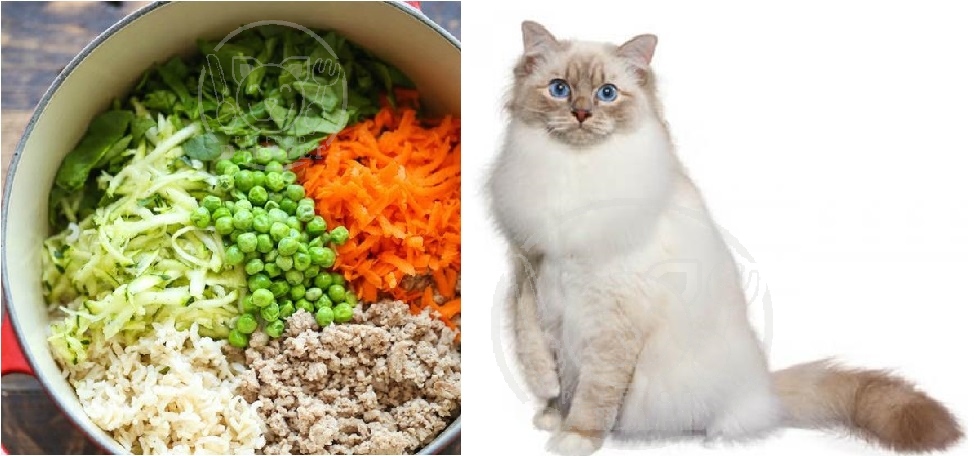 روش تولید برای غذای خانگی گربه