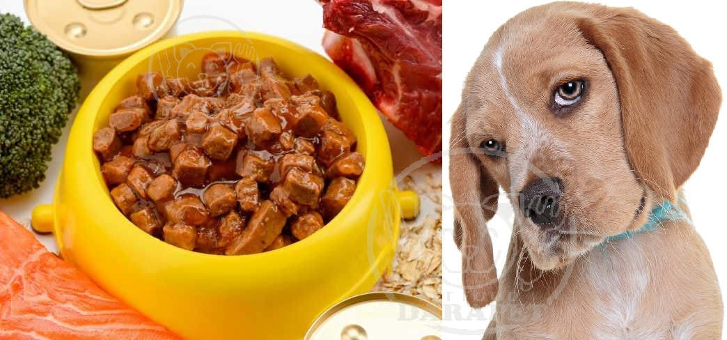 راهنمای خرید غذای خشک سگ بالغ