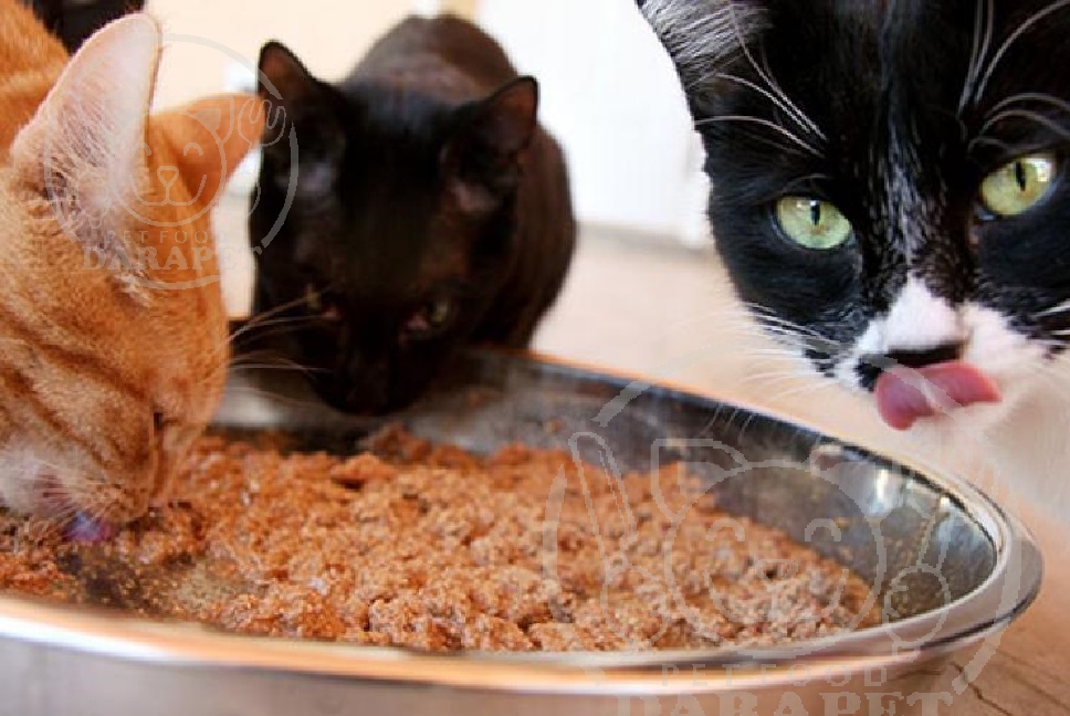 غذای مرطوب گربه خانگی چه مشخصاتی دارد؟