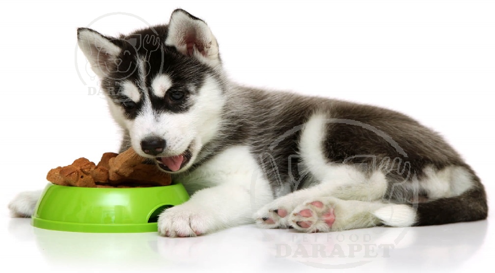 مشخصه اصلی غذای خشک توله سگ