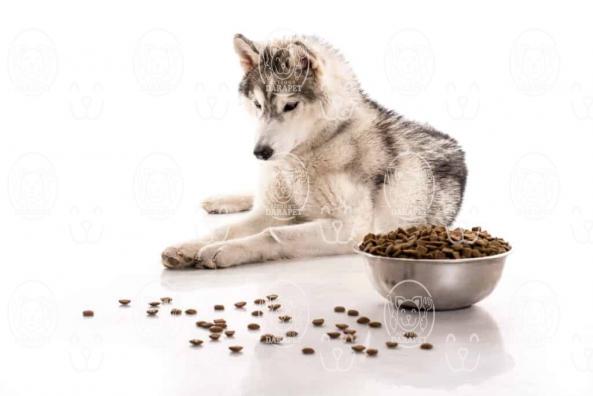 مهمترین ترکیبات غذای سگ هاسکی