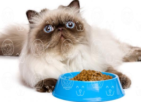 عرضه انواع خوراک بچه گربه پرشین