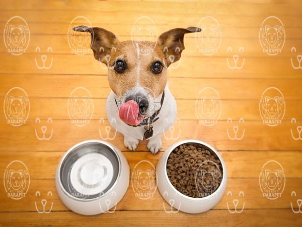 اطلاعاتی درباره خوراک سگ بالغ نگهبان