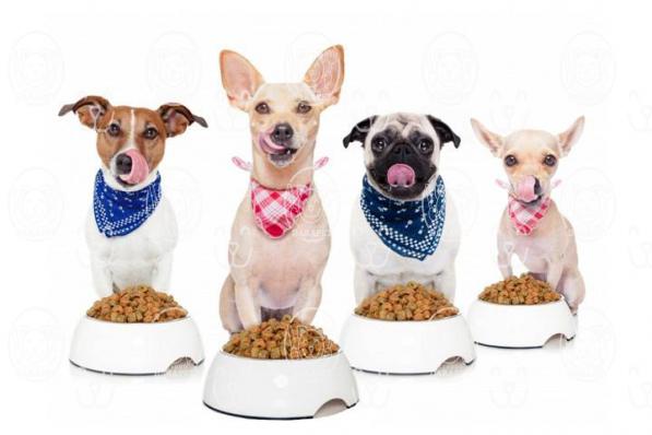 تاثیر کربوهیدرات در خوراک سگ ژرمن