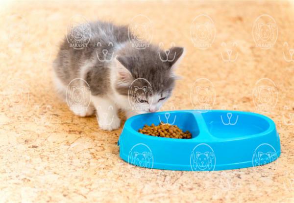 نکات مهم قبل انتخاب خوراک بچه گربه
