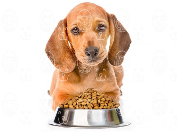 صادرات خوراک سگ جیبی کوچک