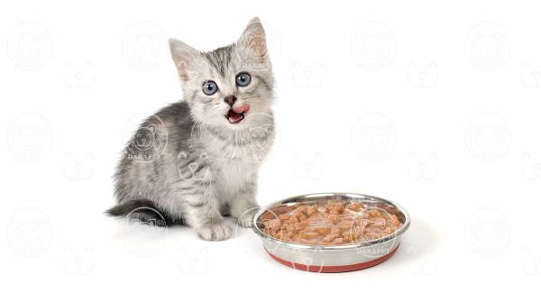 نکات مهم در انتخاب کنسرو غذا خشک گربه