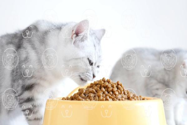 بررسی ترکیبات خوراک بچه گربه