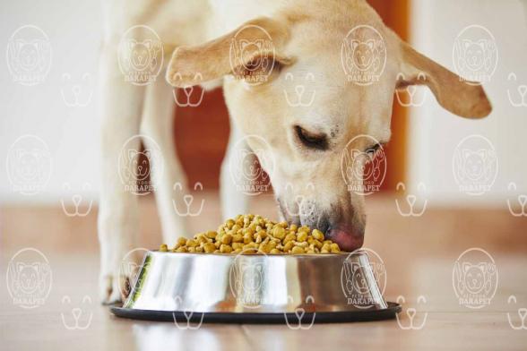 توزیع کنندگان خوراک خشک سگهای نژاد کوچک