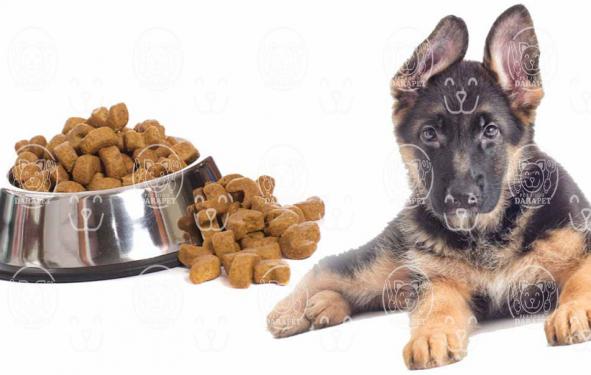مقایسه خوراک سگ ژرمن خشک و مرطوب