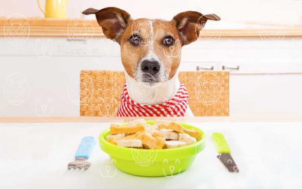 چرا انتخاب خوراک سگ ژرمن باکیفیت مهم است؟