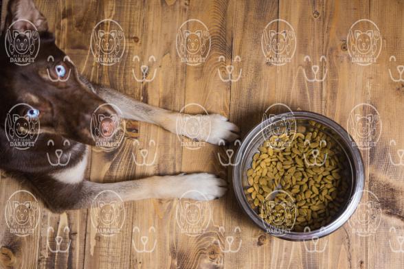 نکات مهم در انتخاب خوراک سگ بالغ