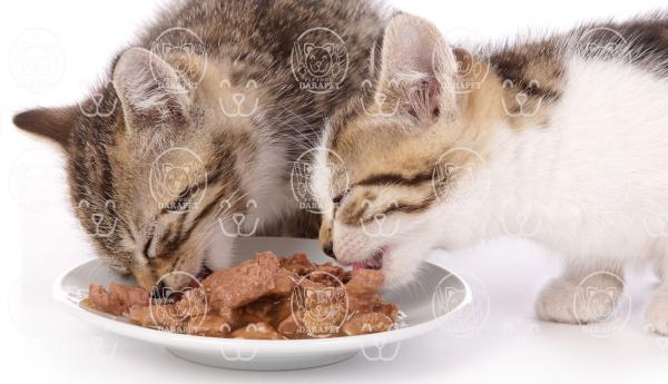 نکات کلیدی در انتخاب خوراک بچه گربه