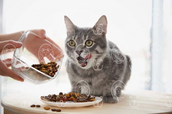 دلایل محبوبیت کنسرو غذای گربه چیست؟