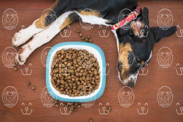 دلایل استفاده فیبر در خوراک سگ نگهبان