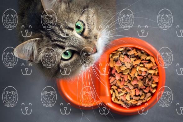 کنسرو مناسب غذای گربه چگونه باید باشد؟
