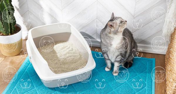 3دلیل استفاده خاک گربه پرشین