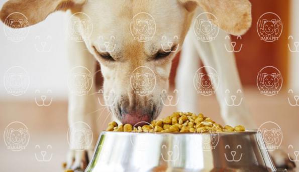 اطلاعاتی مختصر در مورد خوراک خشک سگ