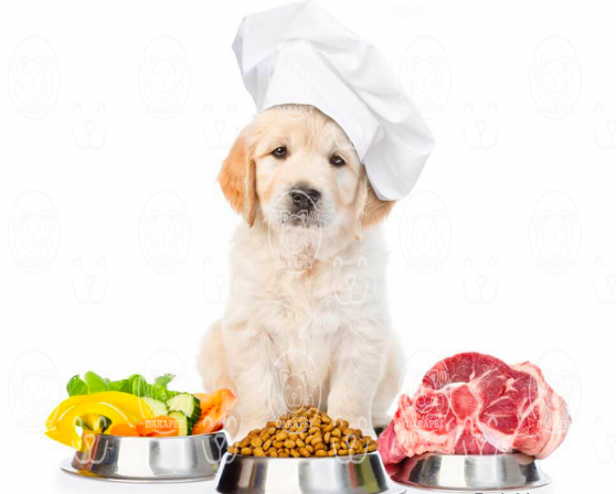 توضیحاتی درباره خوراک سگ جیبی