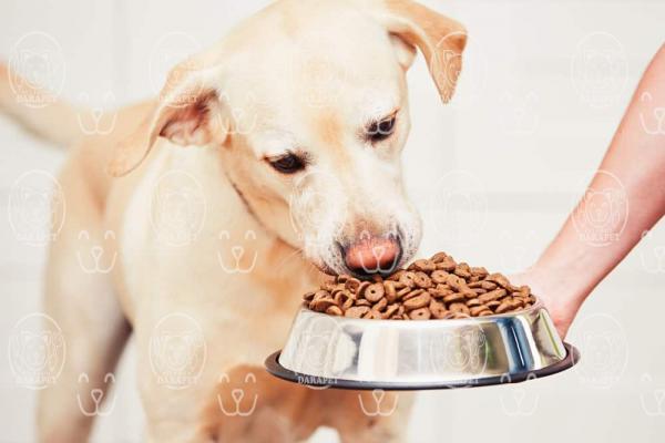 5 ویژگی مهم خوراک سگ بالغ