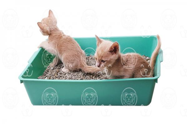 چه نوع خاک برای گربه پرشین مناسب است؟