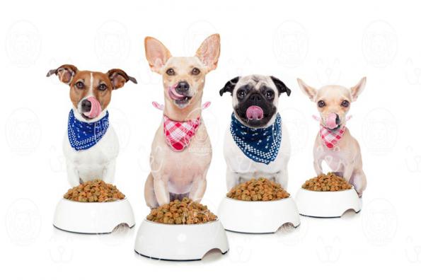 باکیفیت ترین انواع خوراک سگ بالغ کدامند؟
