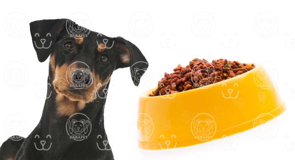 عرضه انواع خوراک سگ ژرمن دوبرمن