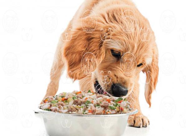 خوراک کنسروی سگ چه مشخصاتی دارد؟