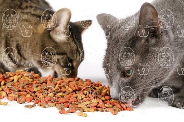 نکات مهم در انتخاب خوراک گربه بالغ
