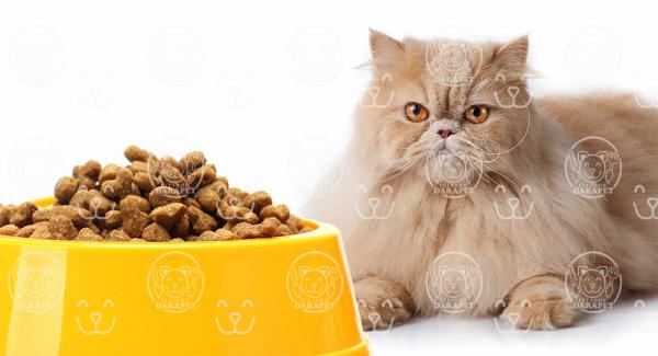 صادرات انواع خوراک خشک گربه بالغ 