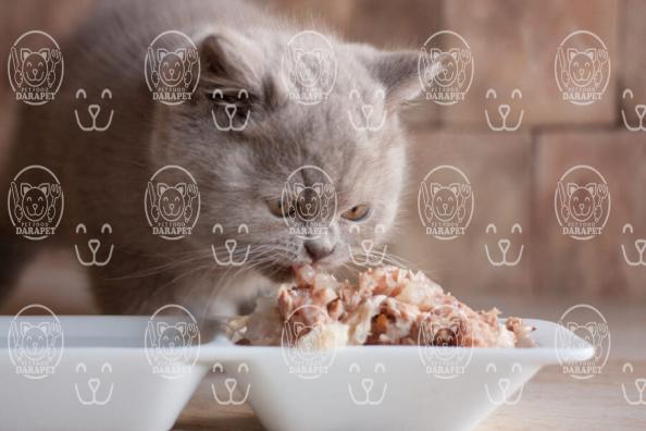 مشخصات قابل توجه خوراک گوشتی گربه