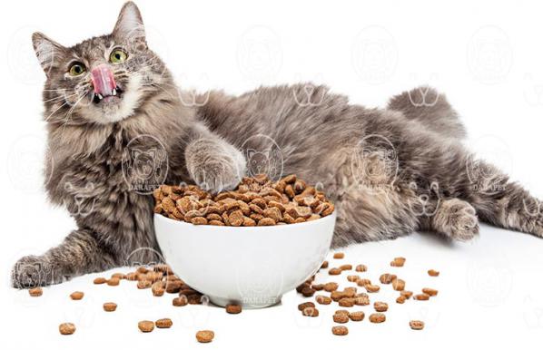 باکیفیت ترین انواع خوراک کنسروی گربه کدامند؟