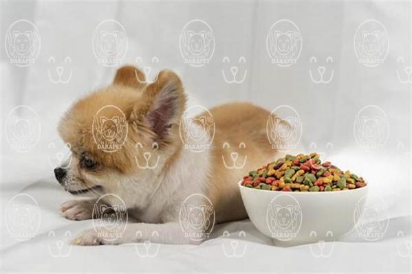 مزیت های قابل توجه خوراک کنسروی سگ