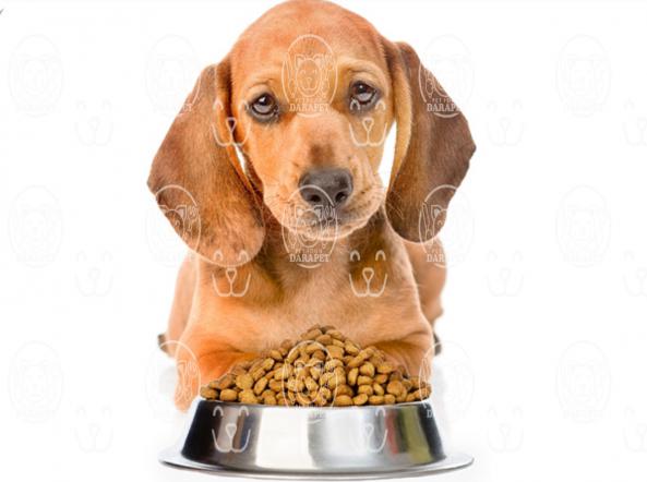 مراکز پخش خوراک خشک سگهای نژاد کوچک