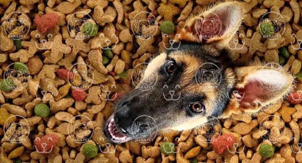 مراکز خرید خوراک سگ ژرمن