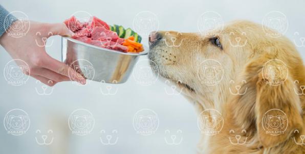 مقدار مصرف روزانه خوراک سگ ژرمن جیبی