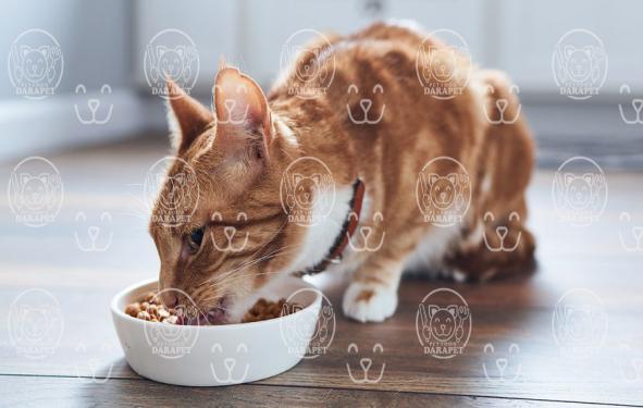طریقه مصرف کنسرو غذای گربه