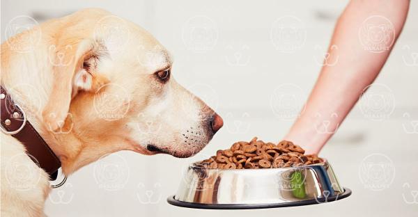 ترکیبات ضروری غذای سگ هاسکی