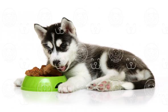 پخش کننده غذای سگ هاسکی