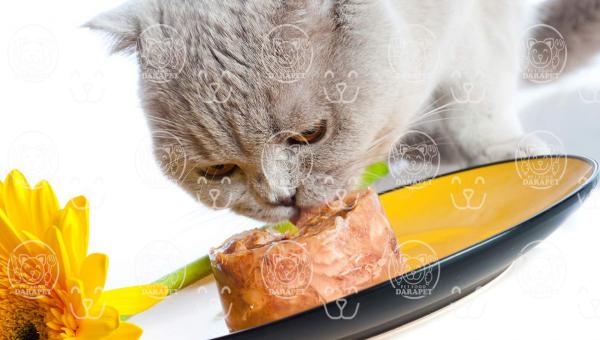 صادرات انواع کنسرو غذا گربه