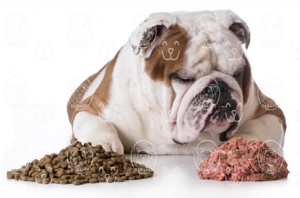 اطلاعاتی در مورد خوراک کنسروی سگ