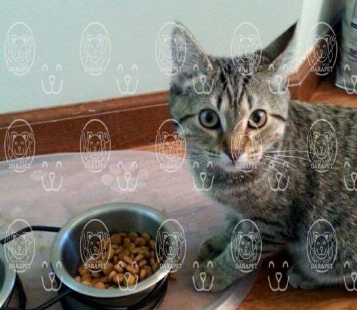 کنسرو غذای گربه مناسب گربه بد غذا