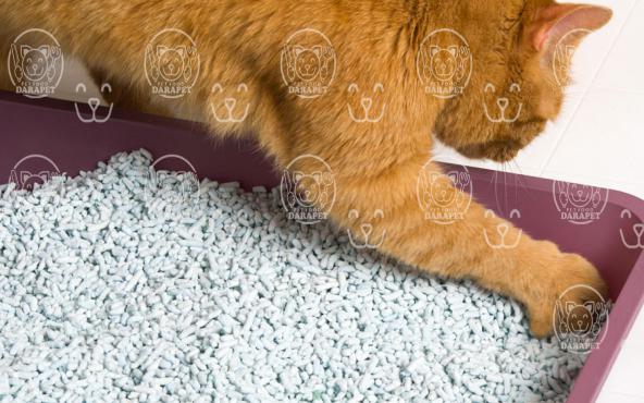 راهنما شناخت خاک گربه پرشین باکیفیت