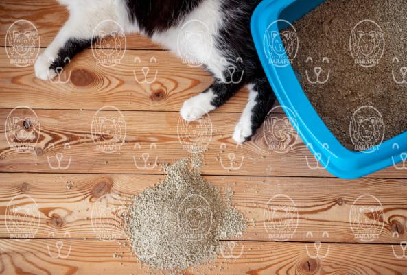 مزایا صادرات خاک گربه ارزان