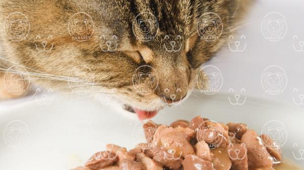 بارز ترین ویژگی های خوراک کنسروی گربه