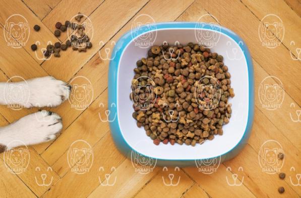 باکیفیت ترین انواع خوراک کنسروی سگ کدامند؟