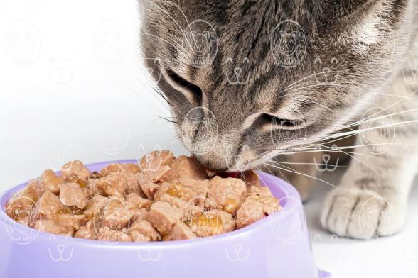 خصوصیات قابل توجه خوراک خشک گربه