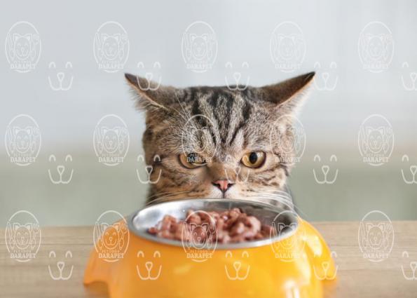 فروشنده کنسرو غذای گربه