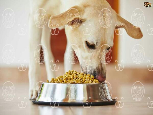 نکات مهم در انتخاب خوراک خشک سگ